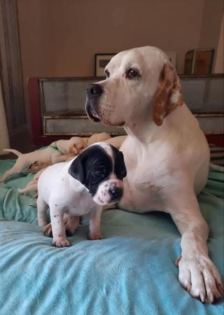 Pointer puppy for sale by ABTEI