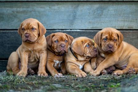 Dogue de Bordeaux for sale by REDSOVEREIGN