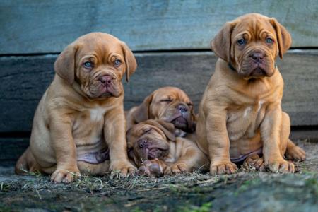 Dogue de Bordeaux for sale by REDSOVEREIGN