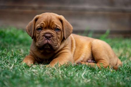 Dogue de Bordeaux for sale by REDSOVEREIGN