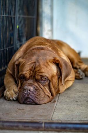 Dogue de Bordeaux for sale by REDSOVEREIGN