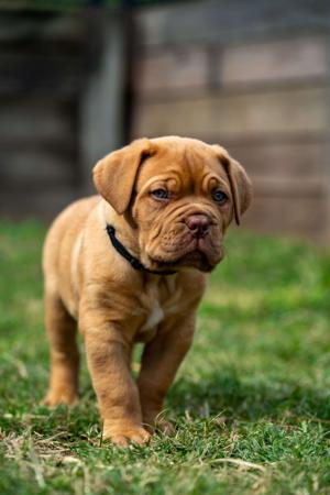 Dogue de Bordeaux for sale by REDSOVEREIGN