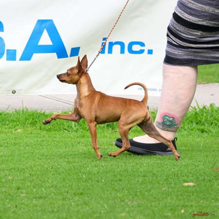 Shatay Hey There Delilah Miniature Pinscher