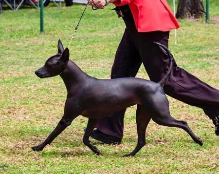 Xoloitzcuintle (Standard) for sale by ZEIGEN