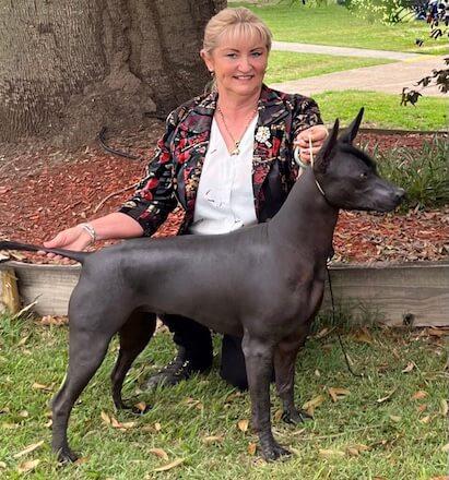 Xoloitzcuintle (Standard) for sale by ZEIGEN