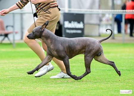 Xoloitzcuintle (Standard) for sale by ZEIGEN