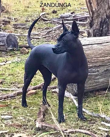 Xoloitzcuintle (Standard) for sale by ZEIGEN