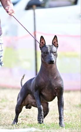 Xoloitzcuintle (Standard) for sale by ZEIGEN