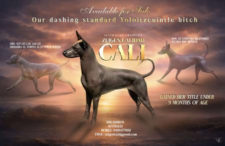 Xoloitzcuintle (Standard) puppy for sale by ZEIGENBERNESE