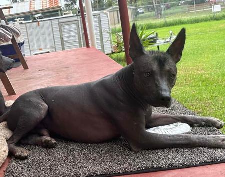 Xoloitzcuintle (Standard) puppy for sale by ZEIGENBERNESE