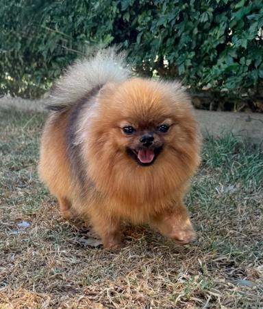 Pomeranian dog for sale by ZEIGEN