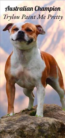 Staffordshire Bull Terrier for sale by TRYLOU