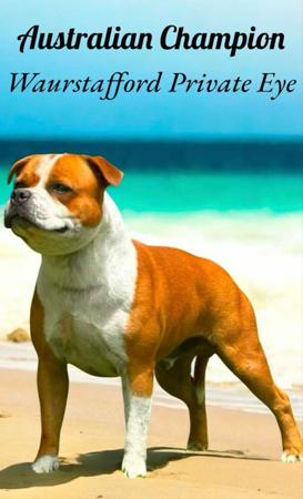 Staffordshire Bull Terrier for sale by TRYLOU