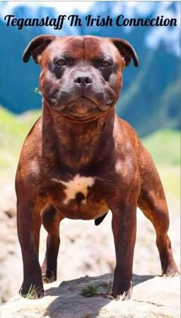 Staffordshire Bull Terrier for sale by TRYLOU