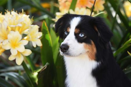 Miniature American Shepherd for sale by WAJOMA