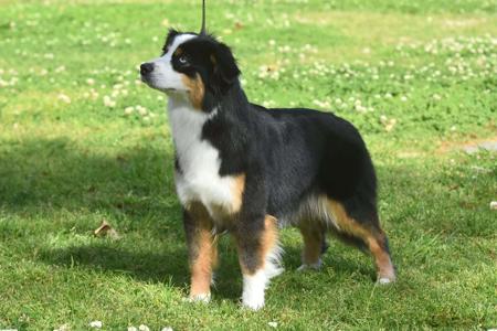 Miniature American Shepherd for sale by WAJOMA