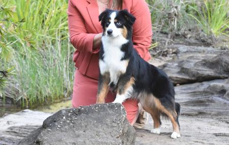 Miniature American Shepherd for sale by WAJOMA