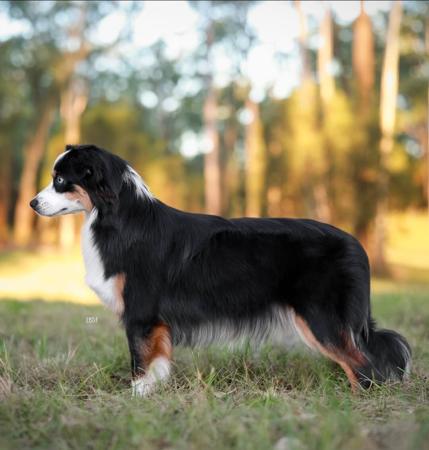 Miniature American Shepherd for sale by WAJOMA