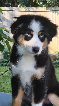 Miniature American Shepherd for sale by WAJOMA