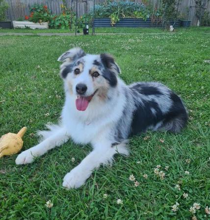 Australian Shepherd for sale by WAJOMA