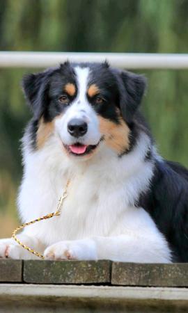 Australian Shepherd for sale by WAJOMA