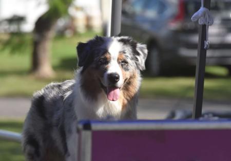 Australian Shepherd for sale by WAJOMA