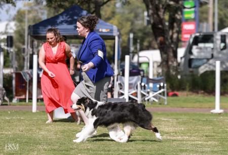 Australian Shepherd for sale by WAJOMA