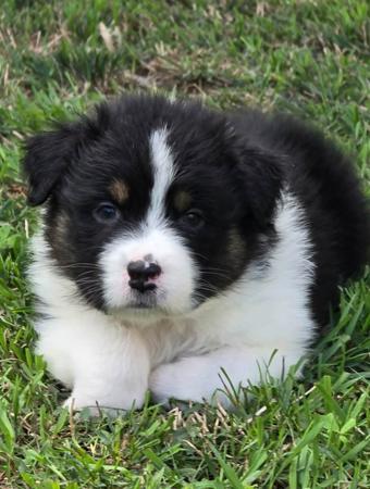 Australian Shepherd puppy for sale by WAJOMA