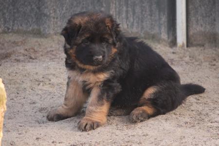 German Shepherd Dog (Long Stock Coat) for sale by DAMONTE