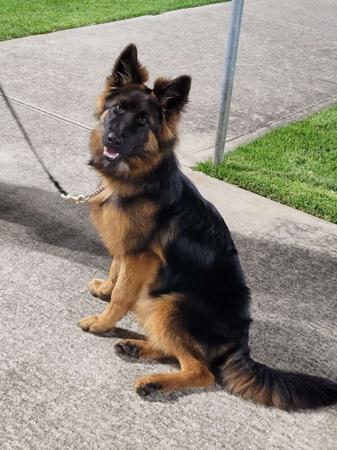 German Shepherd Dog (Long Stock Coat) for sale by DAMONTE