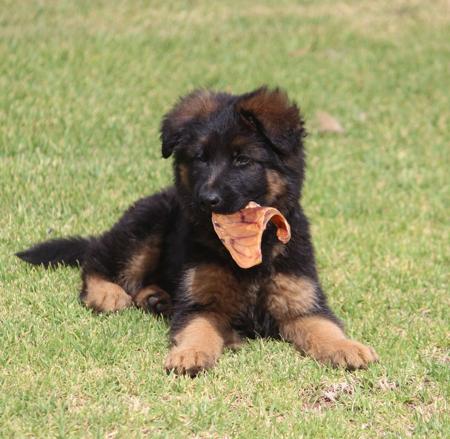 German Shepherd Dog (Long Stock Coat) for sale by DAMONTE