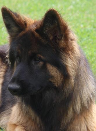 German Shepherd Dog (Long Stock Coat) for sale by DAMONTE