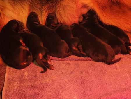 German Shepherd Dog (Long Stock Coat) for sale by DAMONTE