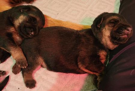 German Shepherd Dog for sale by DAMONTE