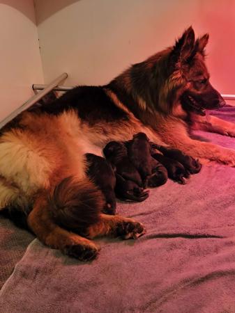 German Shepherd Dog for sale by DAMONTE