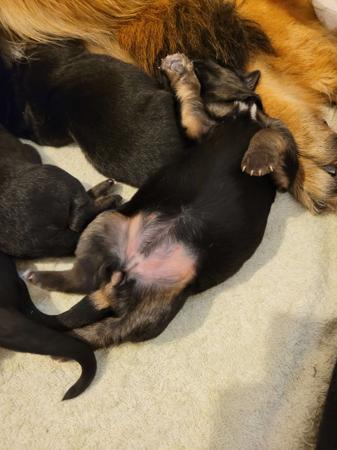 German Shepherd Dog for sale by DAMONTE