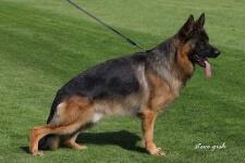 German Shepherd Dog for sale by DAMONTE