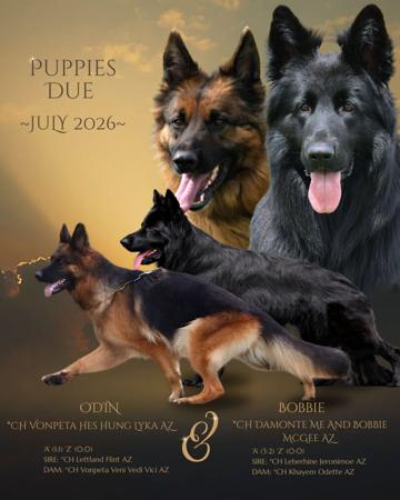 German Shepherd Dog (Long Stock Coat) puppy for sale by DAMONTE