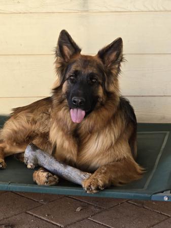 German Shepherd Dog (Long Stock Coat) puppy for sale by DAMONTE