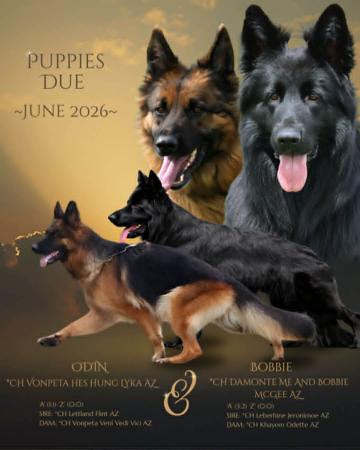 German Shepherd Dog (Long Stock Coat) for sale by DAMONTE