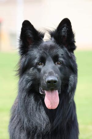 German Shepherd Dog (Long Stock Coat) for sale by DAMONTE