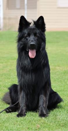 German Shepherd Dog (Long Stock Coat) for sale by DAMONTE
