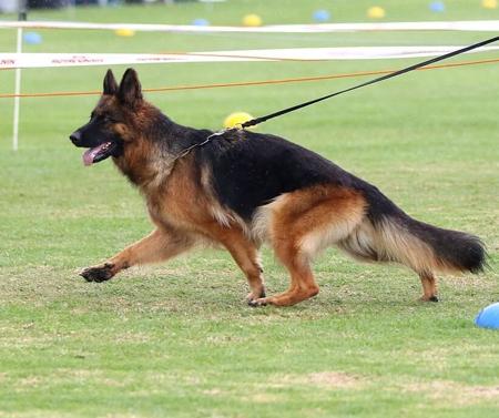 German Shepherd Dog (Long Stock Coat) for sale by DAMONTE