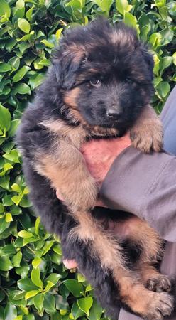 German Shepherd Dog (Long Stock Coat) for sale by DAMONTE