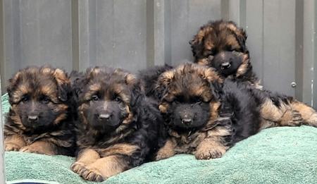 German Shepherd Dog (Long Stock Coat) for sale by DAMONTE