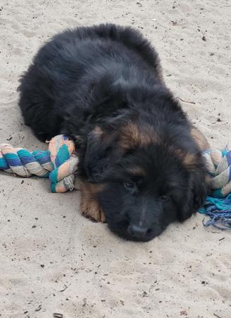 German Shepherd Dog (Long Stock Coat) for sale by DAMONTE