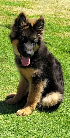German Shepherd Dog (Long Stock Coat) for sale by DAMONTE