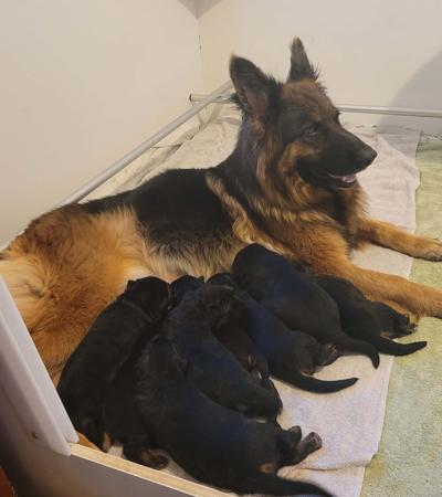 German Shepherd Dog (Long Stock Coat) for sale by DAMONTE