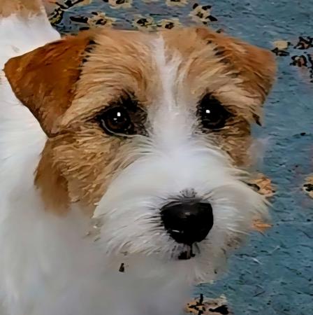 Jack Russell Terrier puppy for sale by WINTERBOURNE