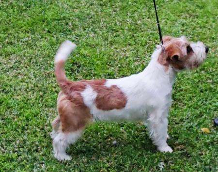 Jack Russell Terrier dog for sale by WINTERBOURNE